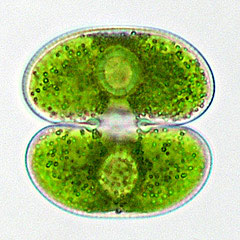 Cosmarium scenedesmus